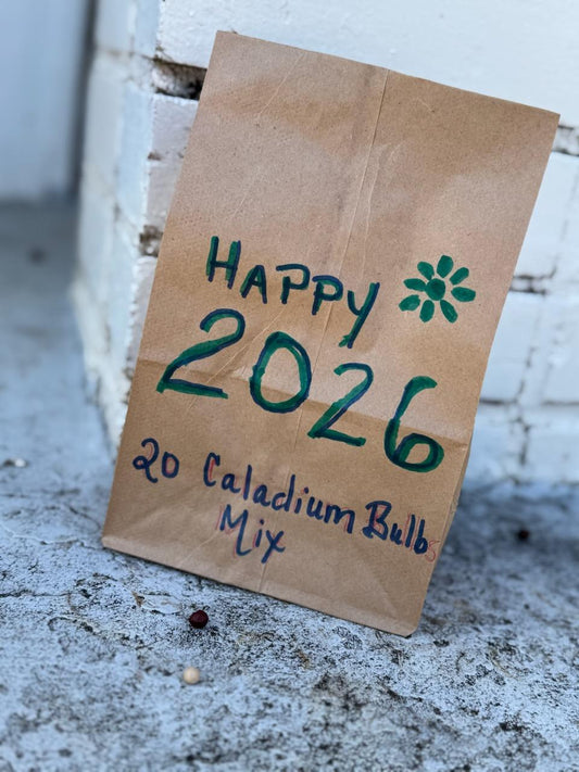 Happy New Year 2026 Caladium Mix (20 Bulbs) | Blue Buddha Farm