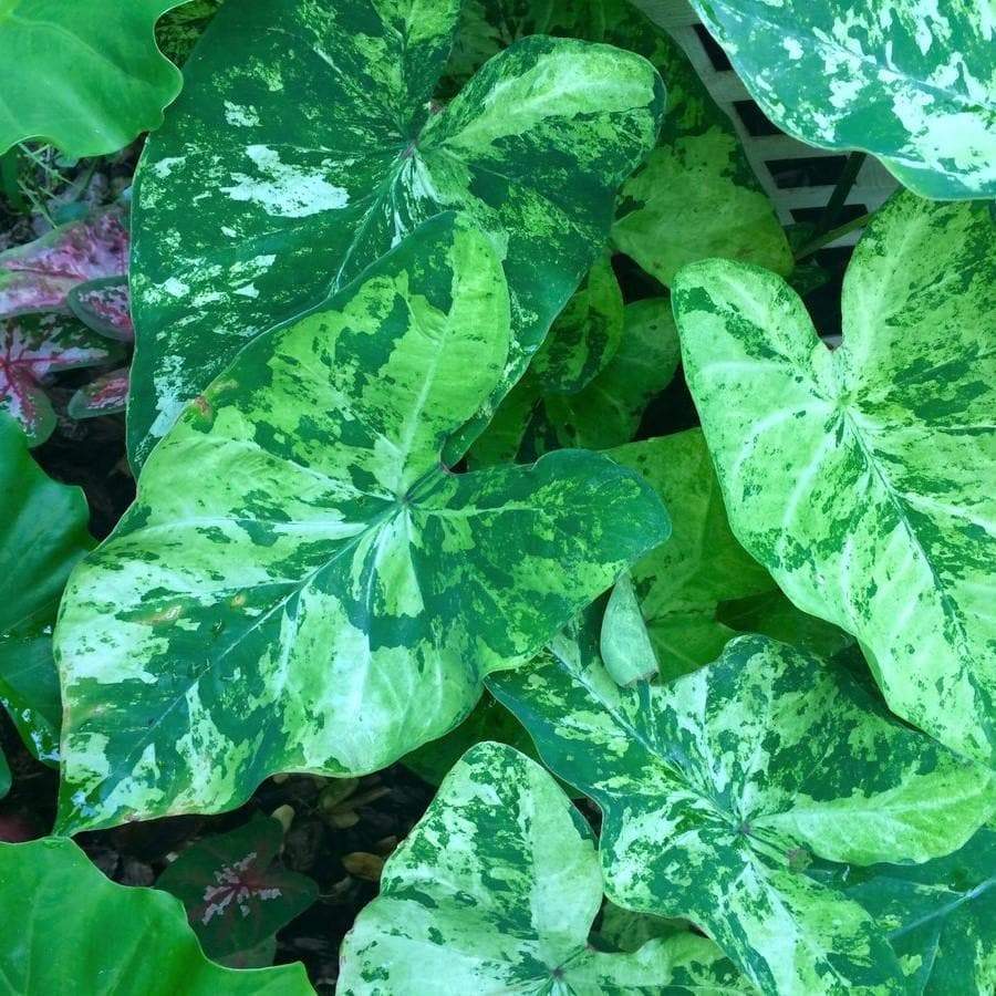 'Lee Stokes' Caladium – Variegated Green Marvel (2 Bulbs) - Blue Buddha Farm