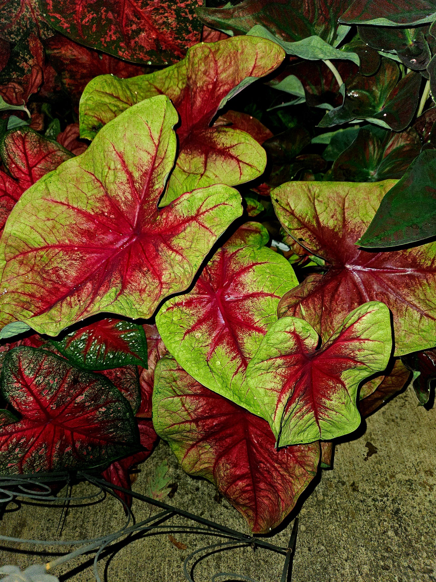 'Lemon Blush' Caladium – Magenta Magic and Lime Laughter (2 Bulbs)