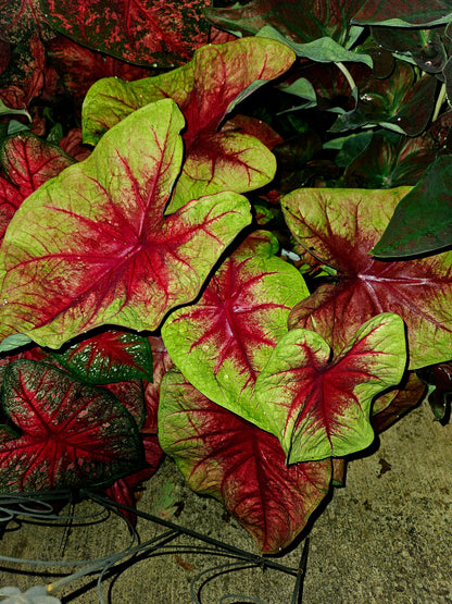 'Lemon Blush' Caladium – Magenta Magic and Lime Laughter (2 Bulbs)