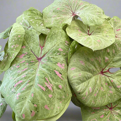 Close-up of a Limelite Caladium leaf, showcasing its delicate pink speckling on a fresh green background.