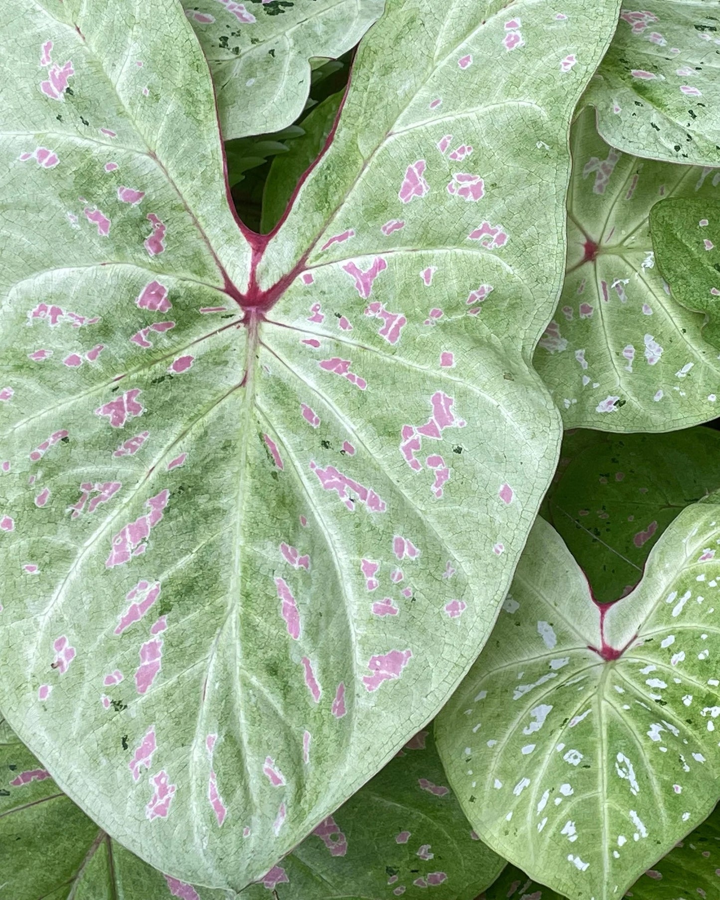 Potted Limelite Caladium thriving in partial sun, bringing tropical charm to a patio garden.