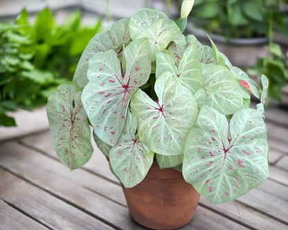 Limelite Caladium with bright lime-green leaves and soft pink speckles, adding vibrant color to a garden.