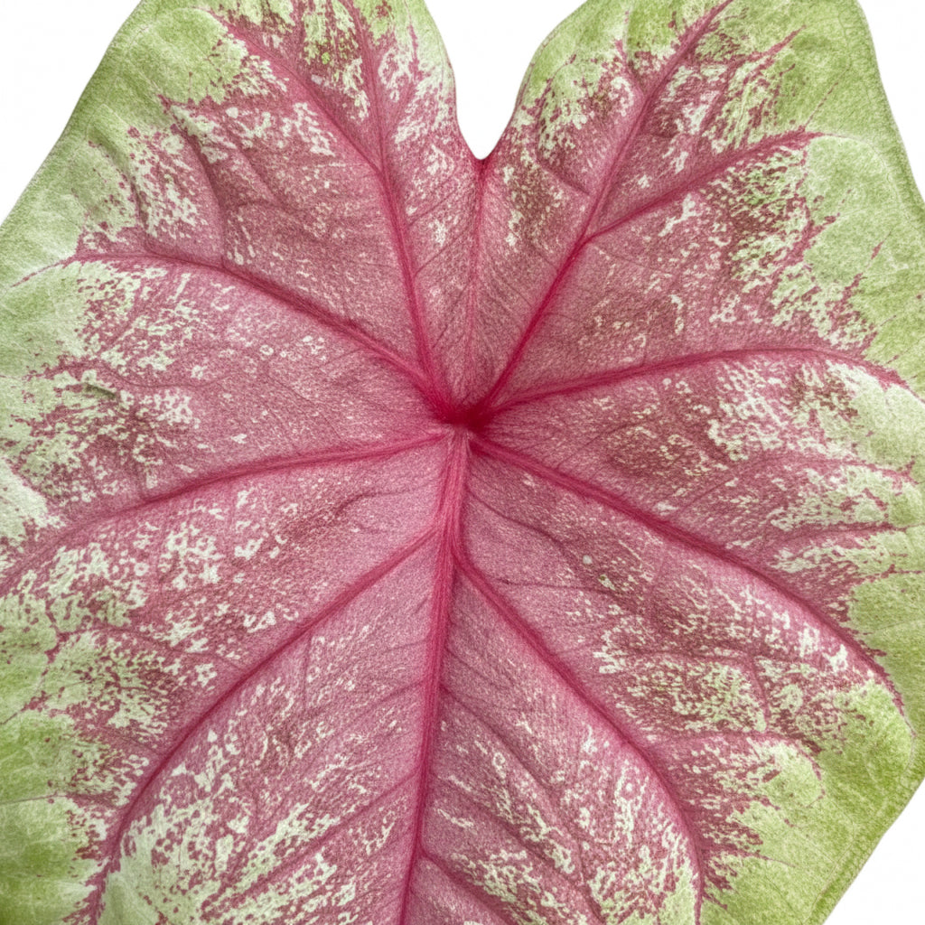 Pink and green leafed plant on a white background