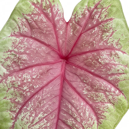 Pink and green leafed plant on a white background