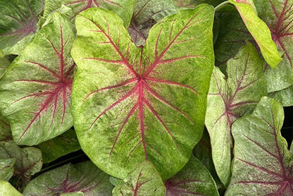 Mint Julep Caladium (2 Bulbs) | Blue Buddha Farm