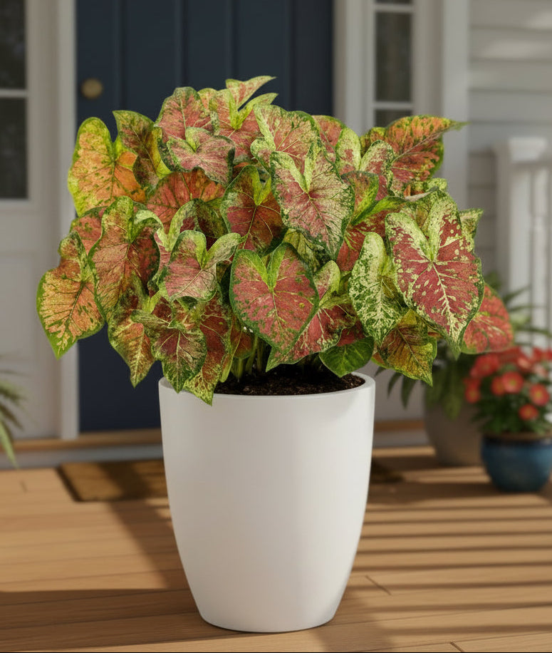 Potted plant with variegated leaves in a textured pot on a white background