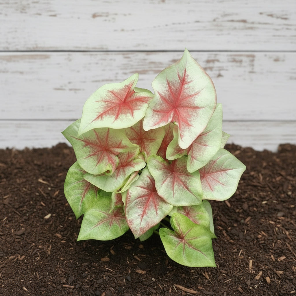 Close-up of a caladium plant with red and green leaves on a gravel background