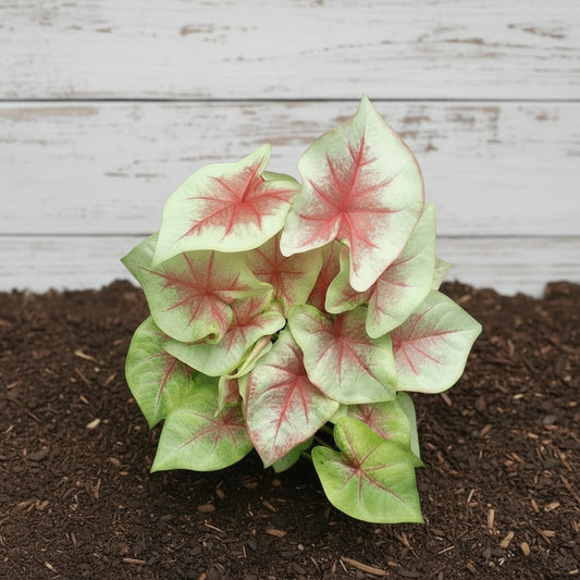 Close-up of a caladium plant with red and green leaves on a gravel background