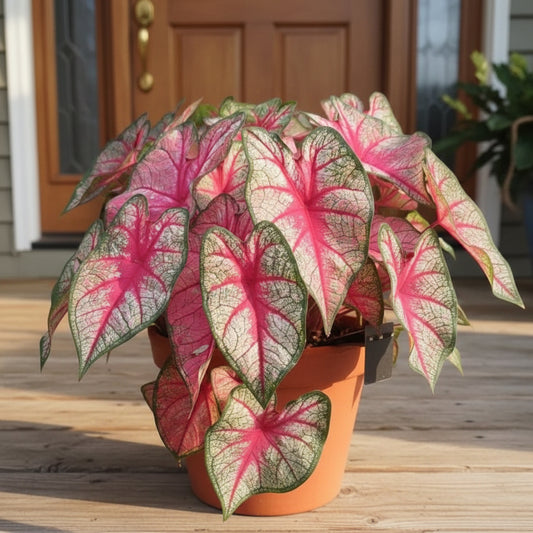 Pink and green leaves of Caladium plant
