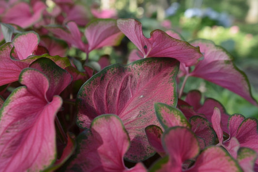 An image displaying medium-sized caladium leaves with a light cream background, splashed with vibrant fuchsia pink, and accented by deep pink veining and a rich green border.