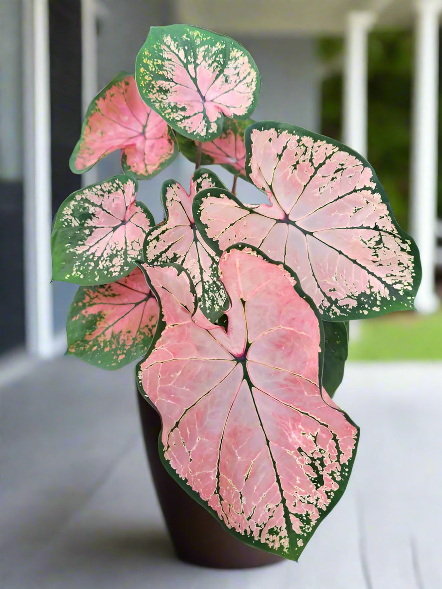 Potted Pink Splash Caladium thriving in partial sun,