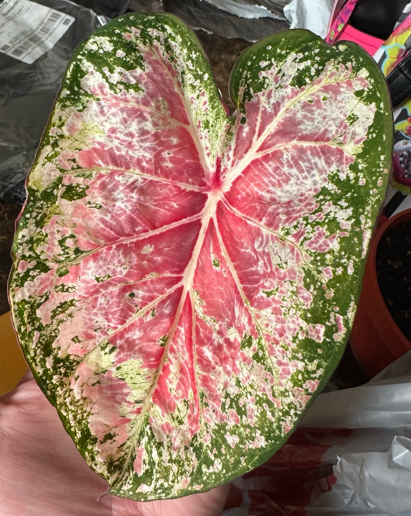 Close up of a caladium Pink Cloud with its white veins and pink and green leaves. 