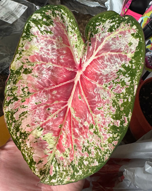 Close up of a caladium Pink Cloud with its white veins and pink and green leaves. 