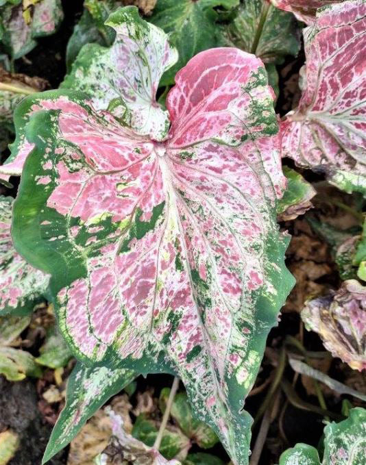 Close-up of a 'Pink Sky' Caladium leaf, highlighting the soft interplay of colors that resemble a sunrise sky.