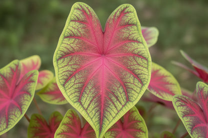 Close-up of colorful Rio Summer caladium leaves with pink and green hues on a textured background 