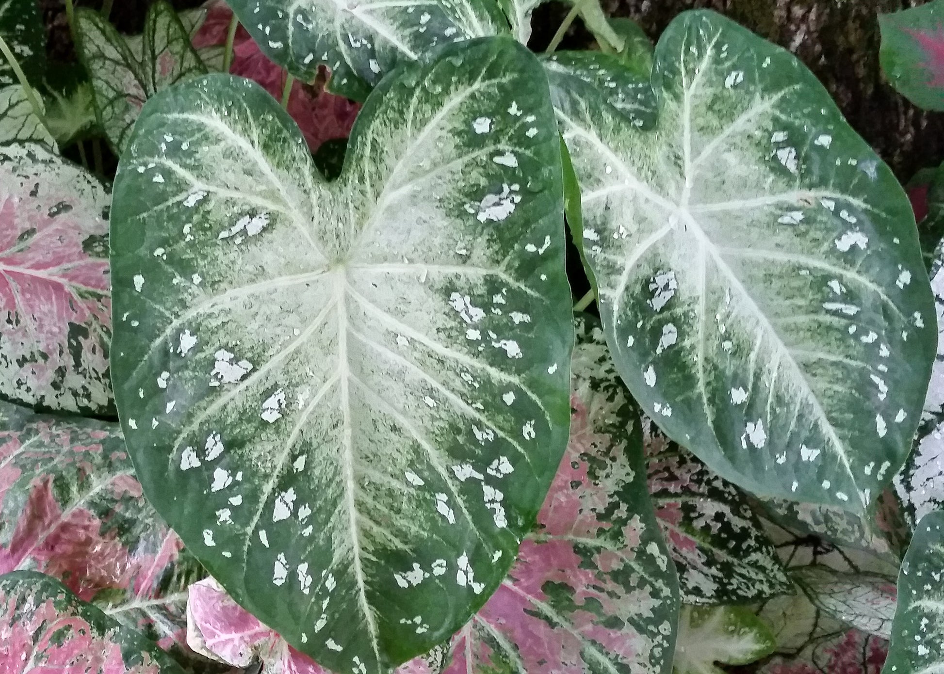 Stardust Caladium