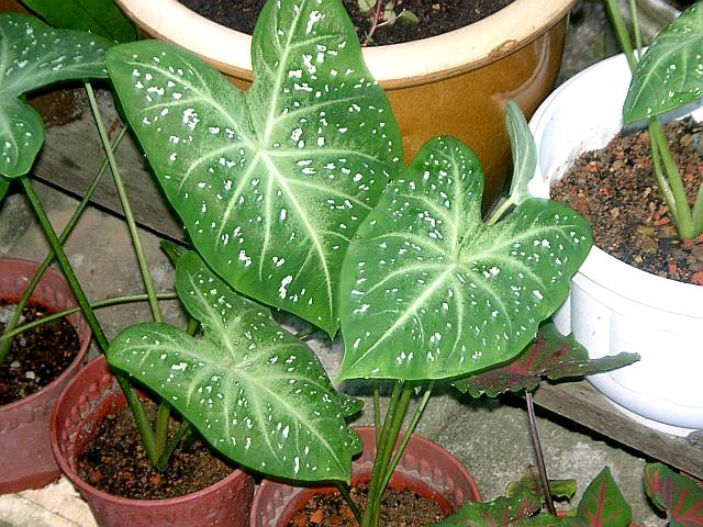 'Stardust' Caladium – Celestial Green Elegance (2 Bulbs) - Blue Buddha Farm