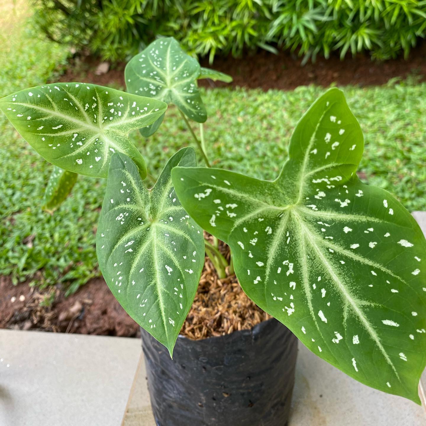 Stardust Caladium