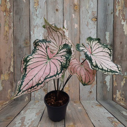 Thai Beauty caladium Potted plant with pink and green leaves on a white surface