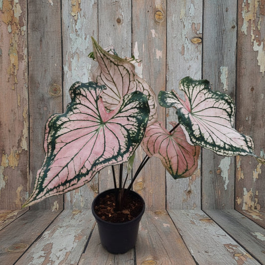 Thai Beauty caladium Potted plant with pink and green leaves on a white surface