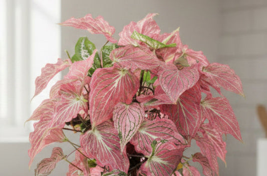 Thai Beauty Caladium | 2 Bulbs (Size 2)