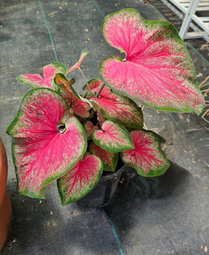 ‘Tickle Me Pink’ Caladium with vibrant pink centers and green-edged, strap-shaped leaves—perfect for sun or shade.