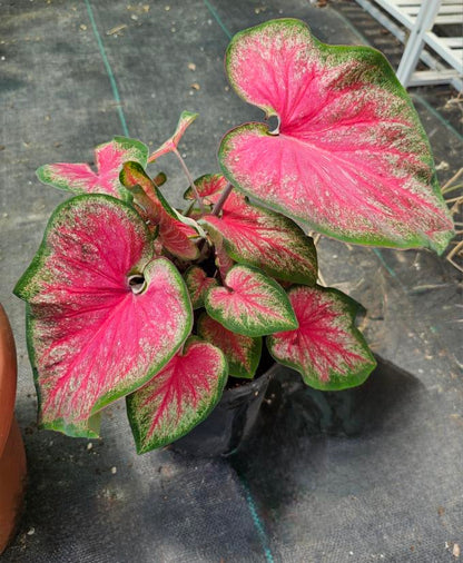 ‘Tickle Me Pink’ Caladium with vibrant pink centers and green-edged, strap-shaped leaves—perfect for sun or shade.