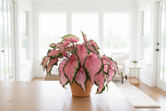Potted lava violet caladium plant with pink and green leaves on a terrazzo-patterned surface