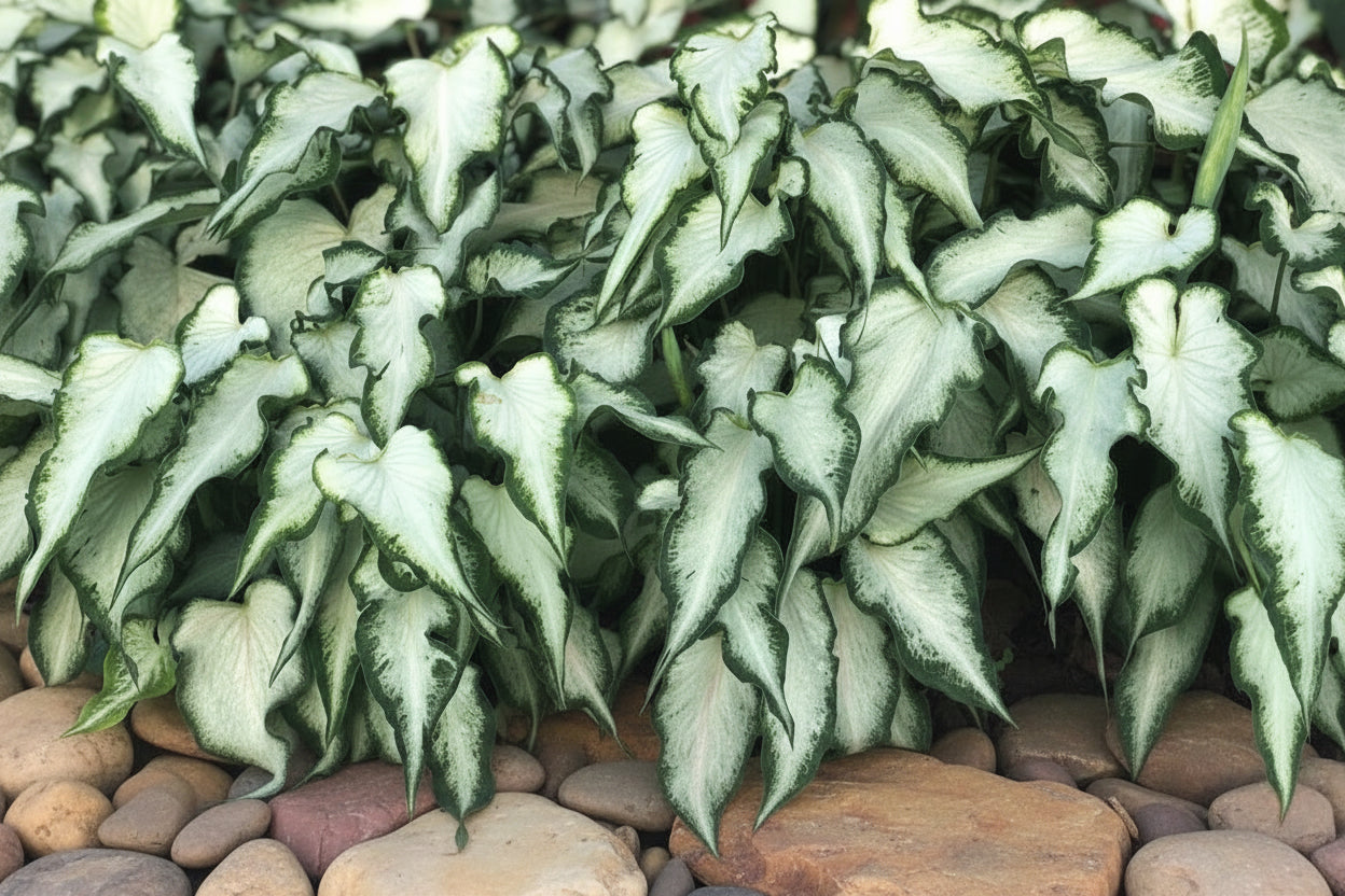 Green leafy plants on stone steps with blurred pink flowers in the background