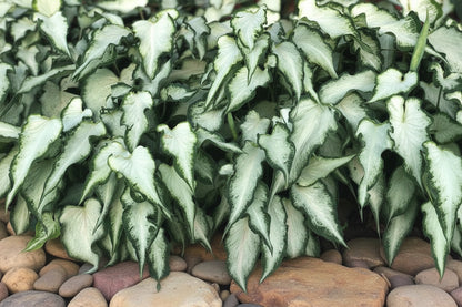 Green leafy plants on stone steps with blurred pink flowers in the background