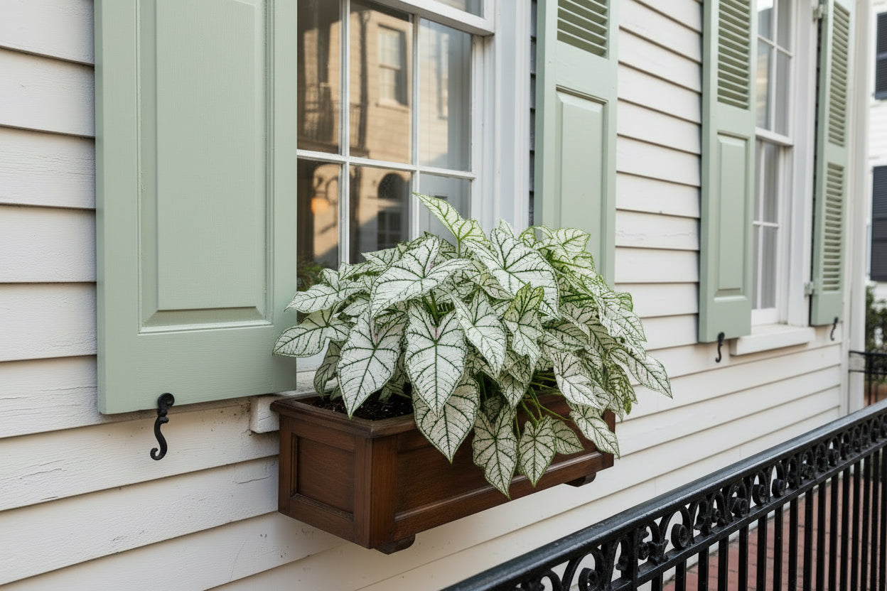 Green and white leafed plant on a natural background