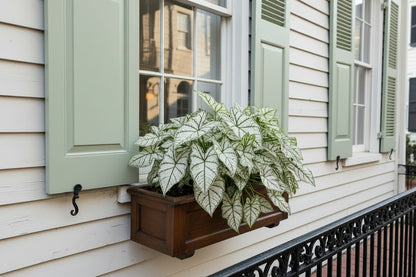 Green and white leafed plant on a natural background