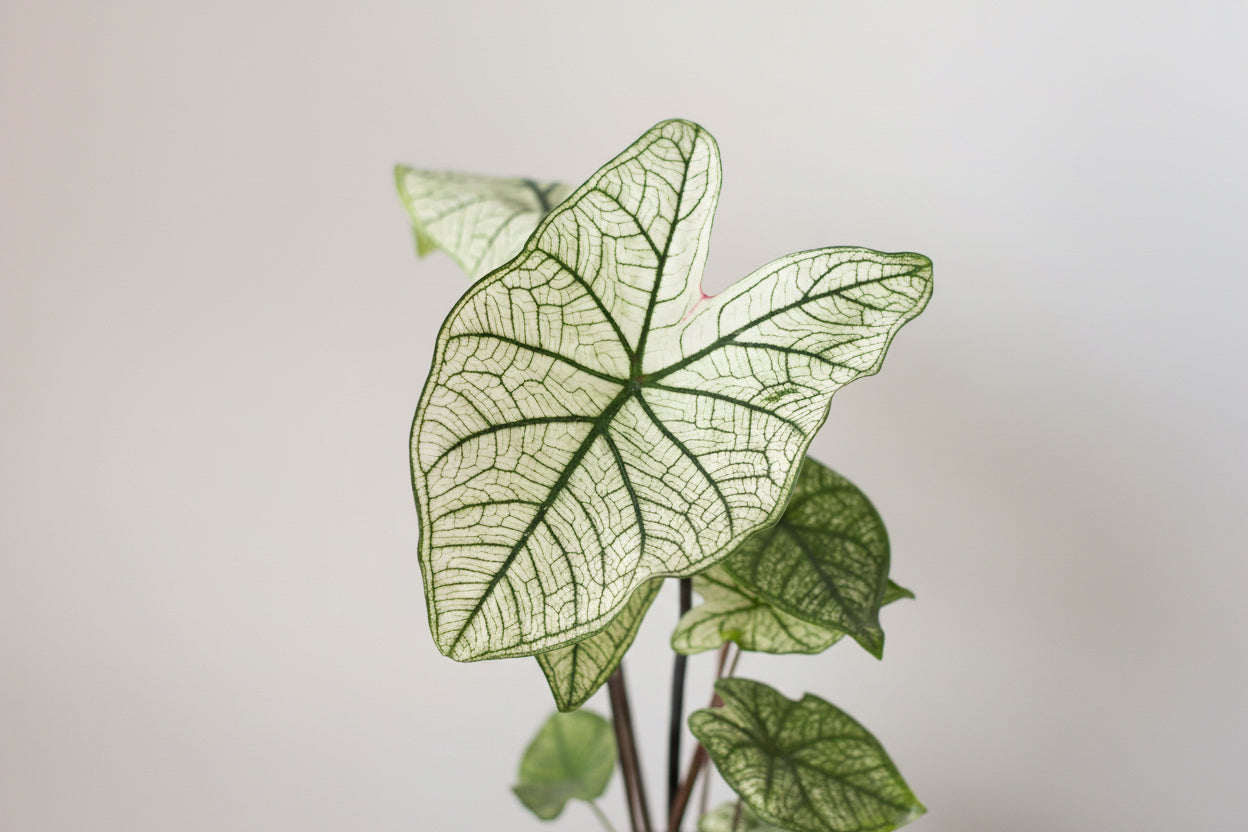 Close-up of a green white Christmas caladium leaf with a white background