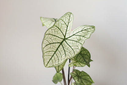 Close-up of a green white Christmas caladium leaf with a white background