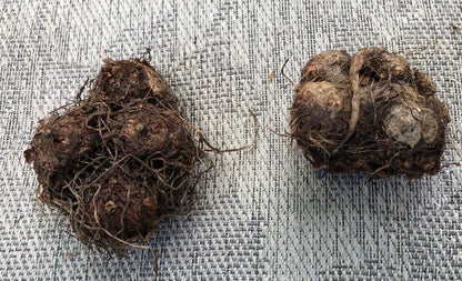 'Daydreamer' Caladium (2 Bulbs)  Enchanting Foliage