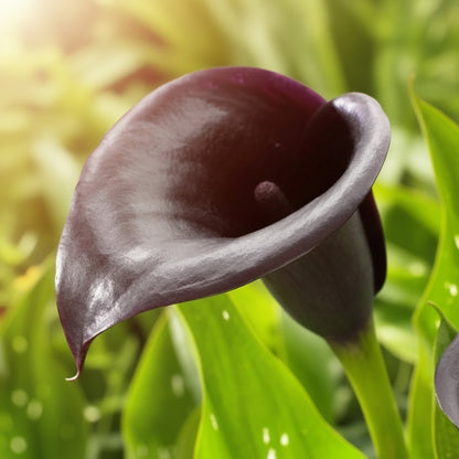 burgundy calla lily plant Arabian Night Calla Lily Bulbs | Rare Deep Burgundy–Black Blooms