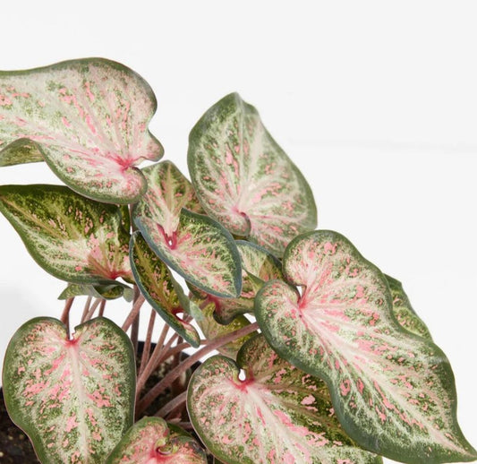 'Candyland' Caladium – Playful Pink Splendor (2 Bulbs) - Blue Buddha Farm