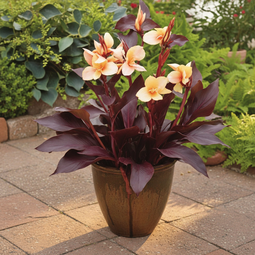 Beautiful Angel Martin canna lily from Blue Buddha Farm basking in the sunlight showing its gorgeous tropical dark leaves. 