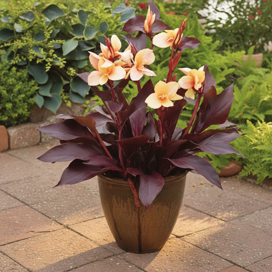 Beautiful Angel Martin canna lily from Blue Buddha Farm basking in the sunlight showing its gorgeous tropical dark leaves. 