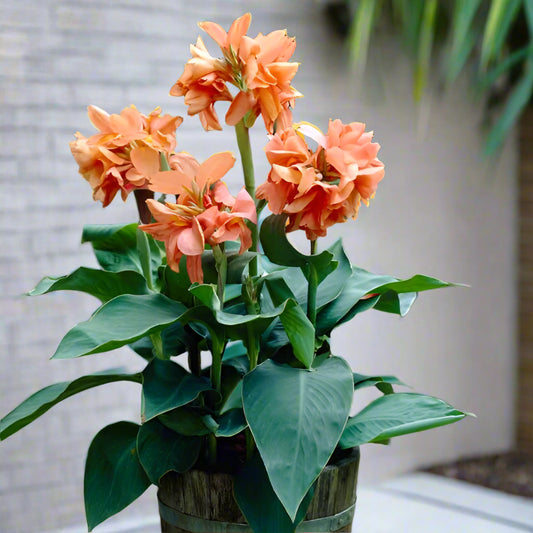 Tropical Sunrise dwarf canna lily with lush green foliage and soft apricot-pink blooms, perfect for containers and small gardens.