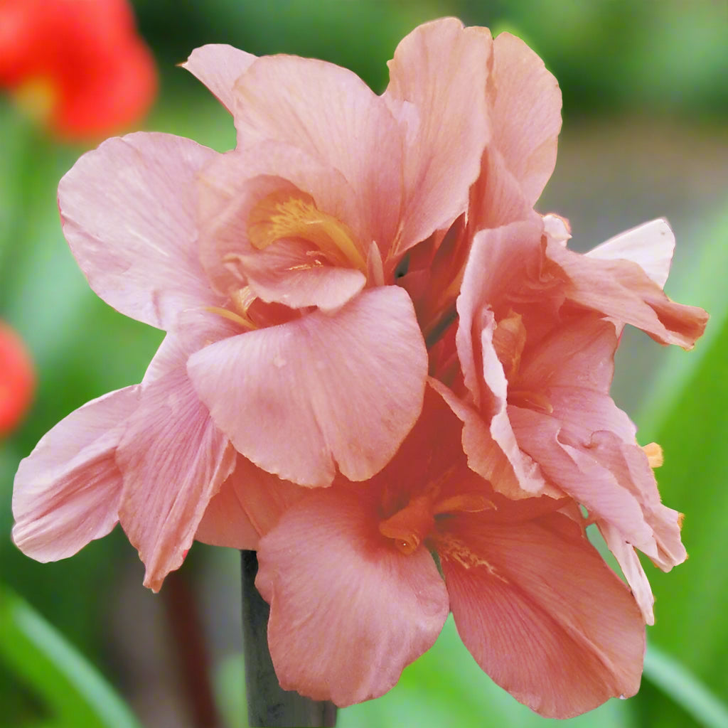 Compact Tropical Sunrise canna lily in bloom, a dwarf variety that attracts butterflies and hummingbirds, available at Blue Buddha Farm.
