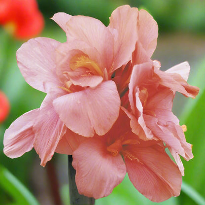 Compact Tropical Sunrise canna lily in bloom, a dwarf variety that attracts butterflies and hummingbirds, available at Blue Buddha Farm.