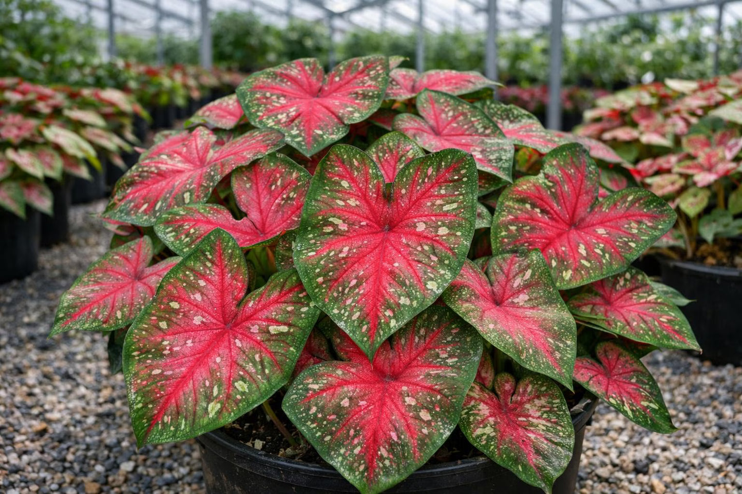 Classic Pink Caladium Bulbs (2 Bulbs) | *PREORDER Spring 2026* | Blue Buddha Farm