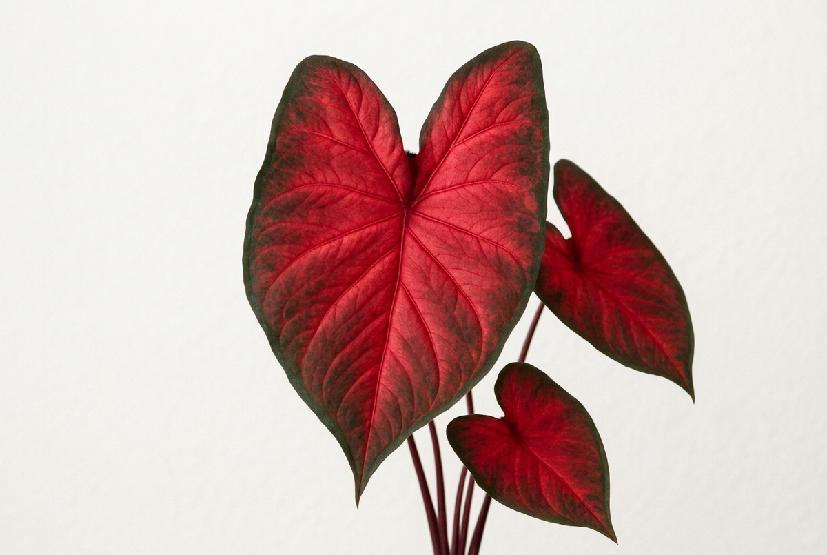 Close-up of Rumbling Red caladium leaves