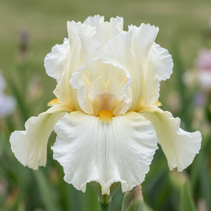 Cloud Dweller Tall Bearded Iris with creamy ivory, lightly yellow ruffled petals and a golden beard.