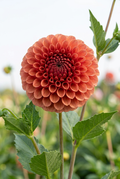 Copper Boy dahlia hero