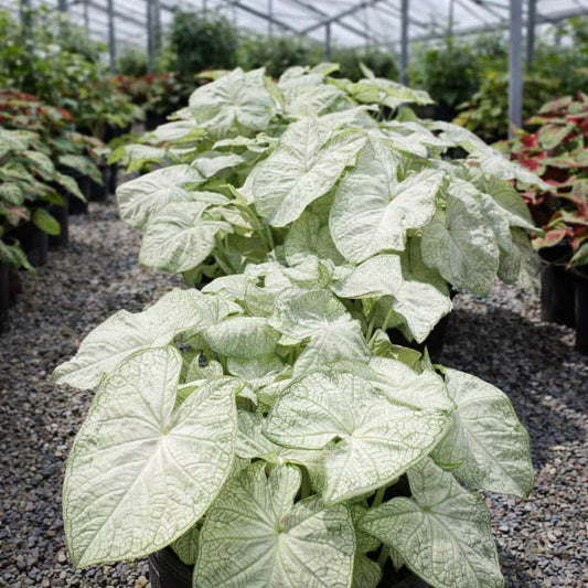 Crystal Moon Caladium Bulbs (2 Bulbs) | *PREORDER Spring 2026* | Blue Buddha Farm