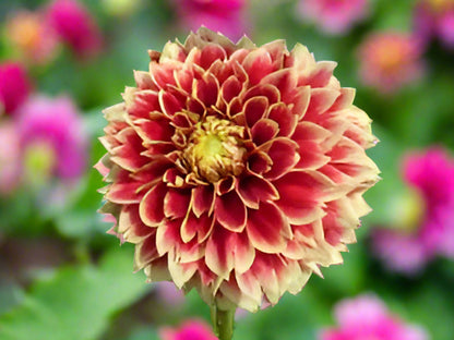 Blue Buddha Farm’s Flooring Dahlia showcases a stunning sunset-inspired color transformation, with fully double, 5-inch blooms shifting from bright lemon yellow to intense red-orange accented by yellow edges, perfect for a dramatic garden display.