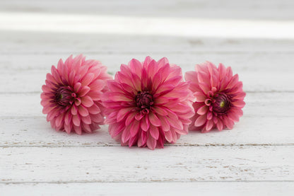 Close-up of pink flowers with a blurred background